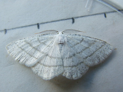 Common White Wave